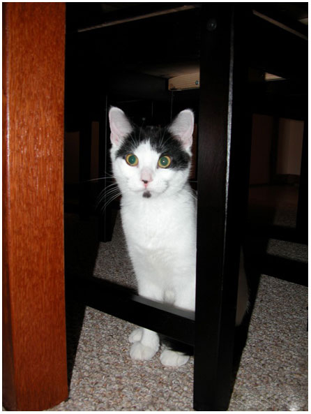 Cats009.jpg