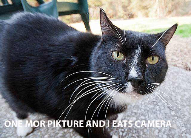 CaturdayEatsCamera.jpg