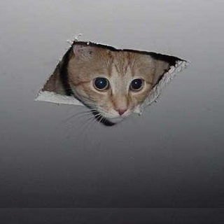 Ceiling Cat.png