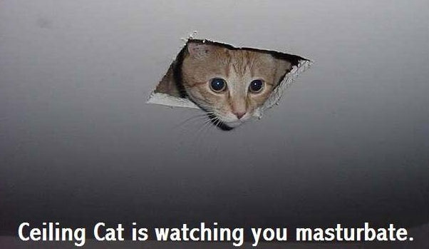 ceilingcatnsfw2.jpg