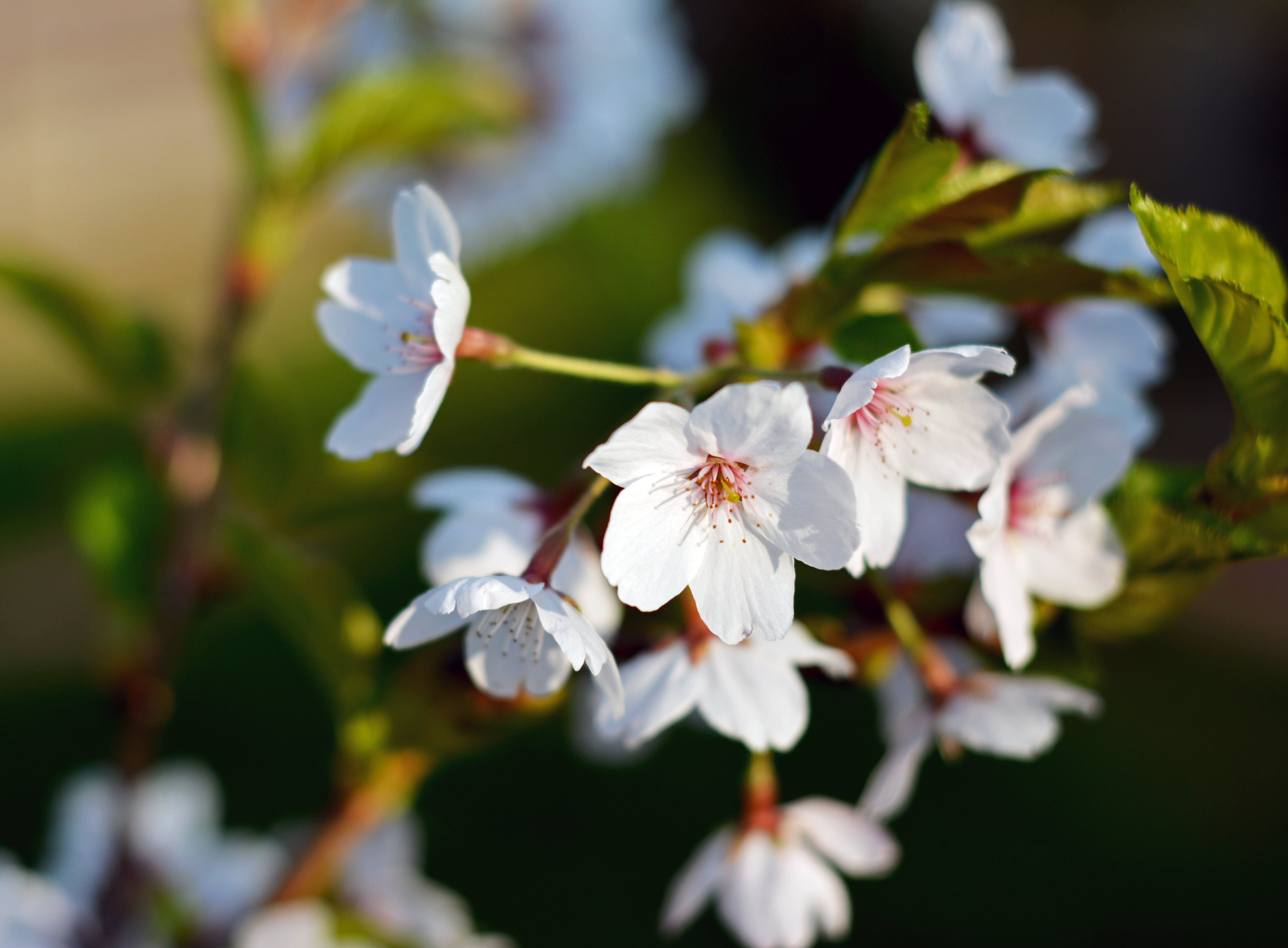 Cherry blossom.JPG