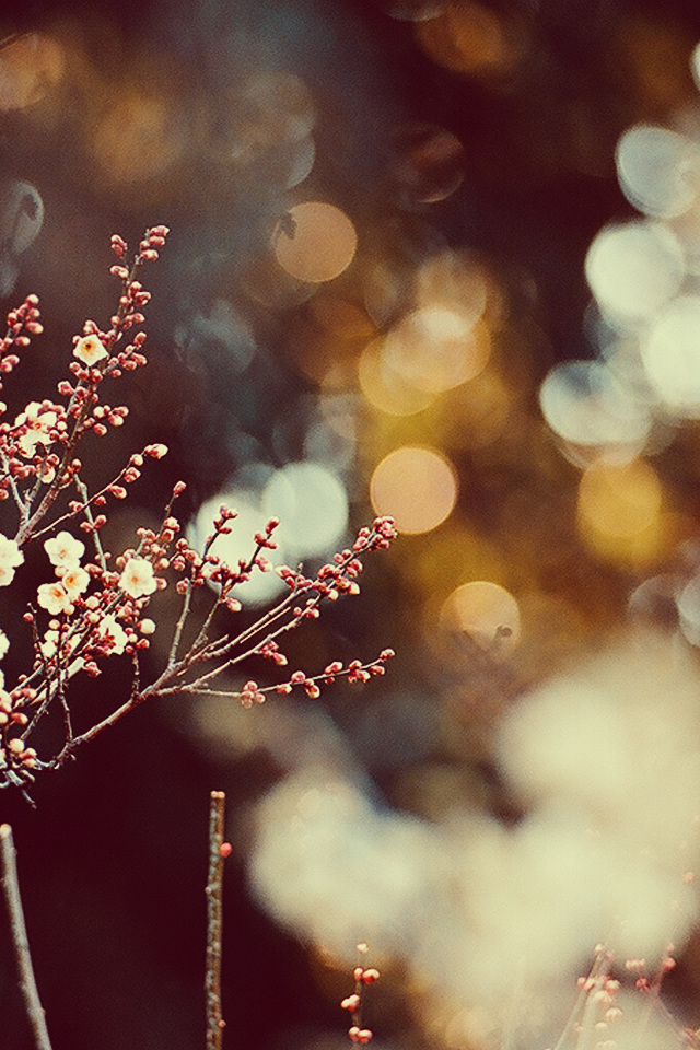 cherryblossomhome.jpg