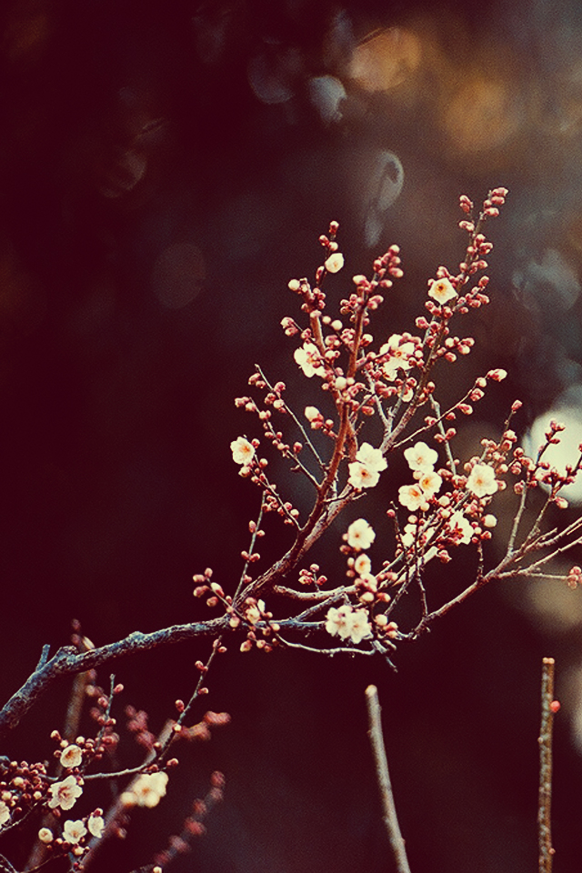 cherryblossomlock.jpg