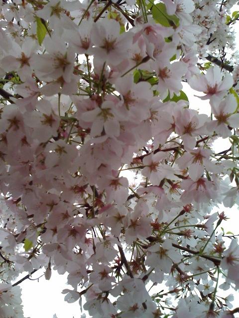 cherryblossoms.JPG