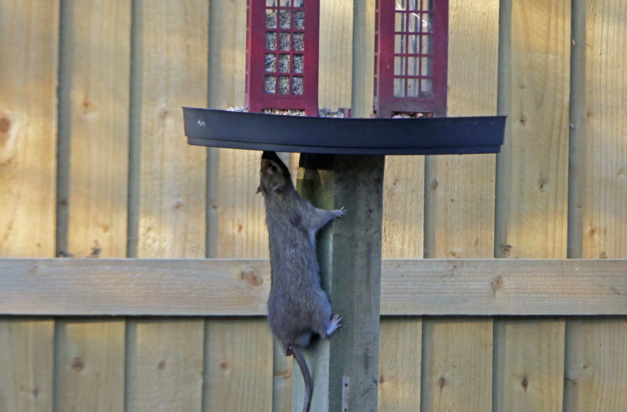 Climbing Rat.jpg