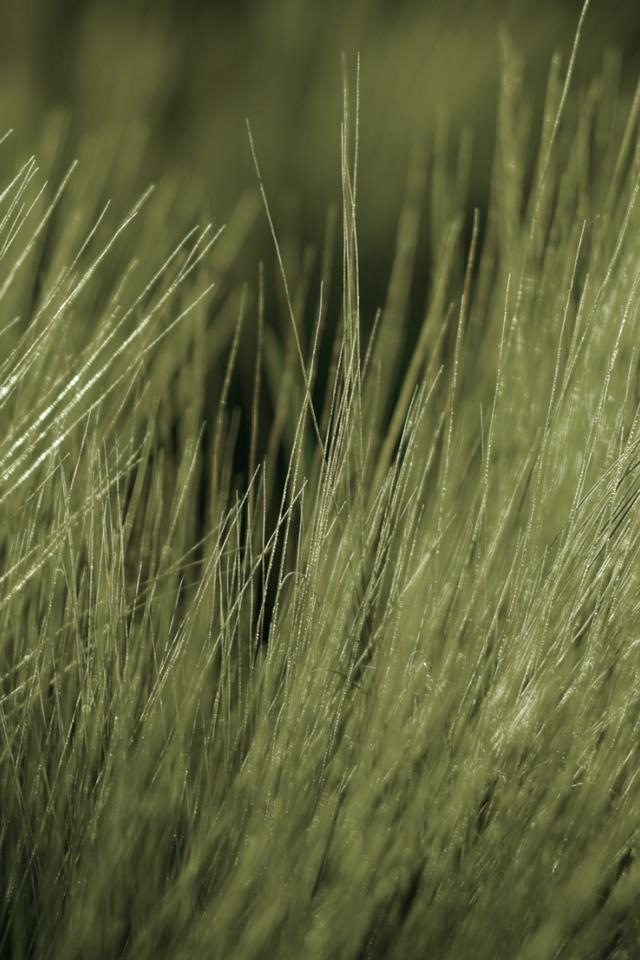 CloseUp.png