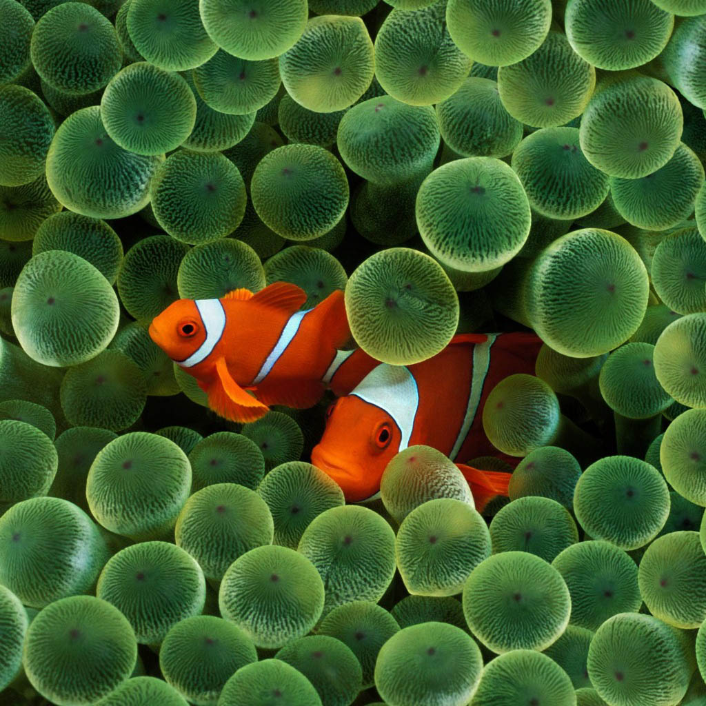 clown-fish-ipad-wallpaper.jpg