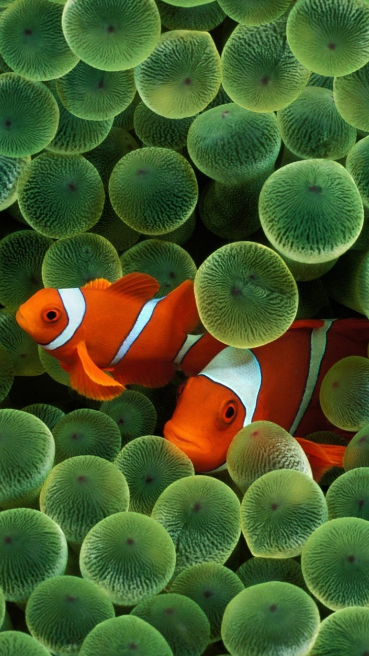 Clownfish.jpg