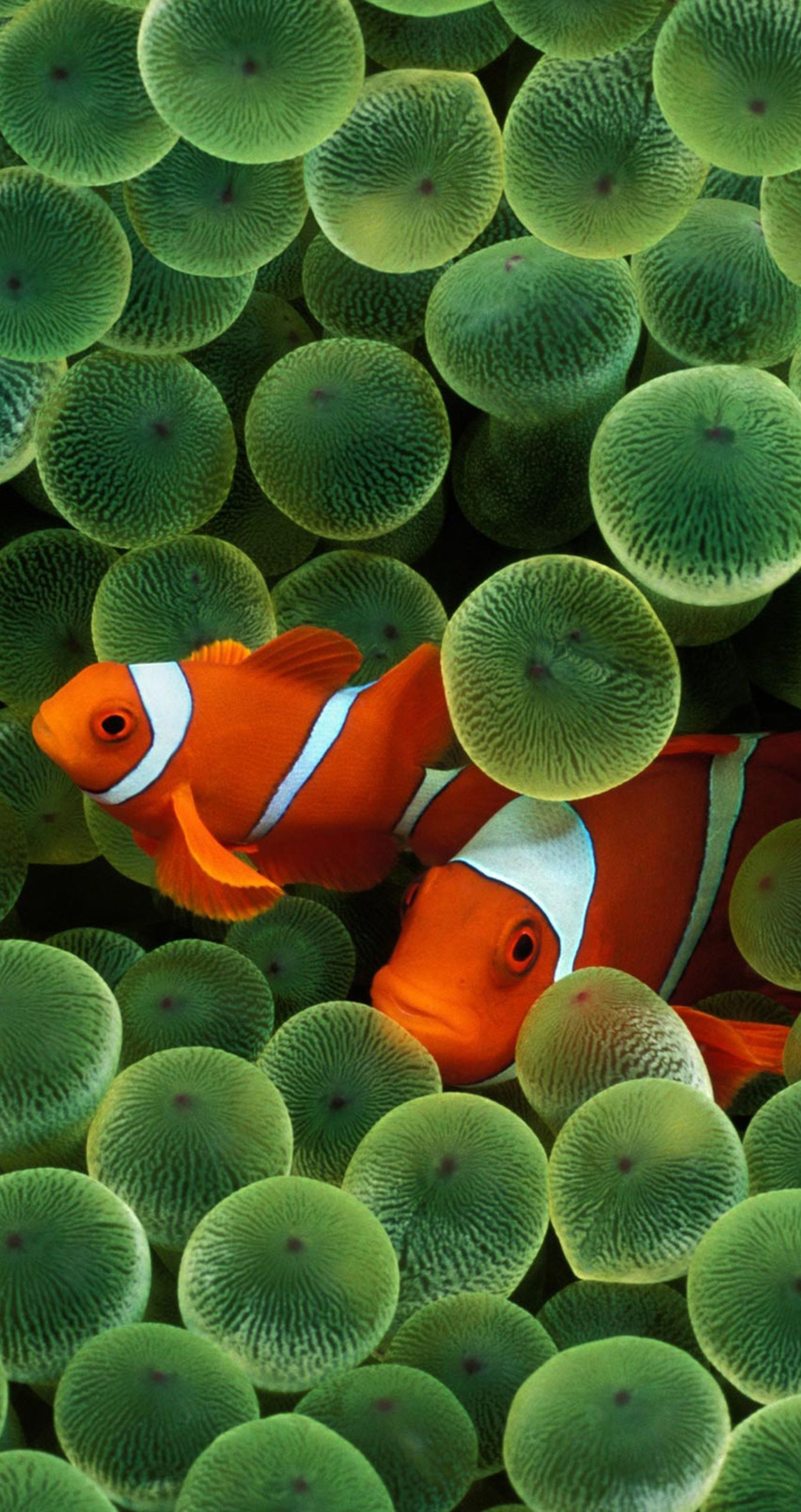 Clownfish.jpg