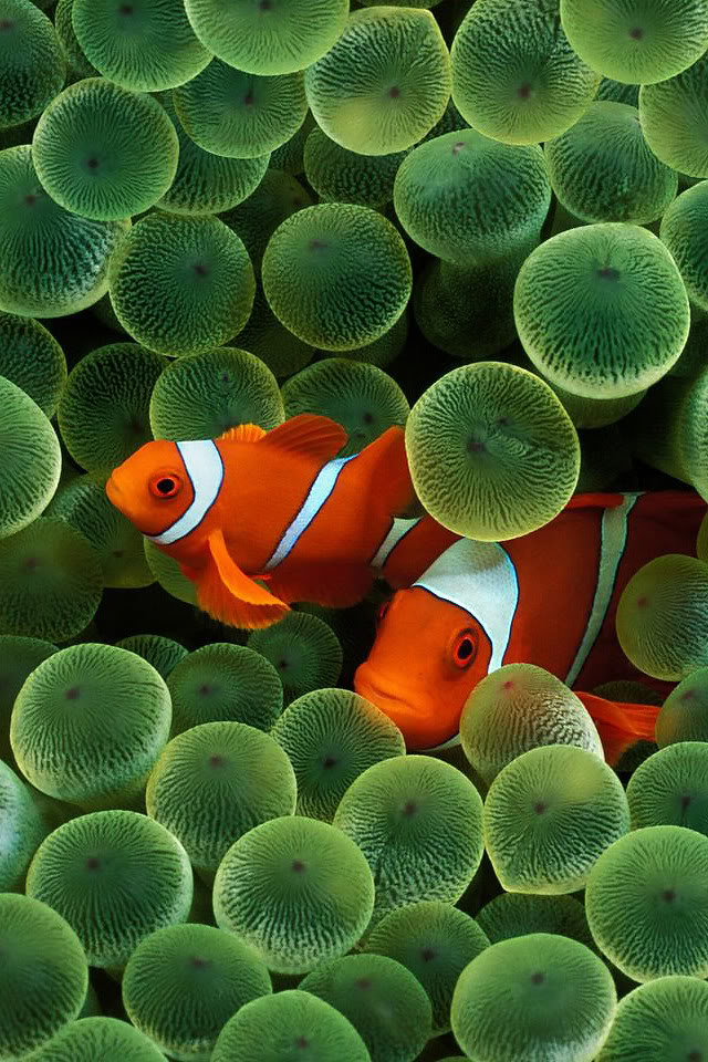 clownfish.jpg
