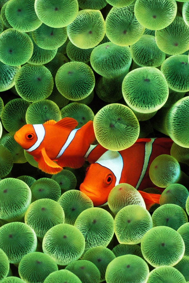 clownfish640x960.jpg