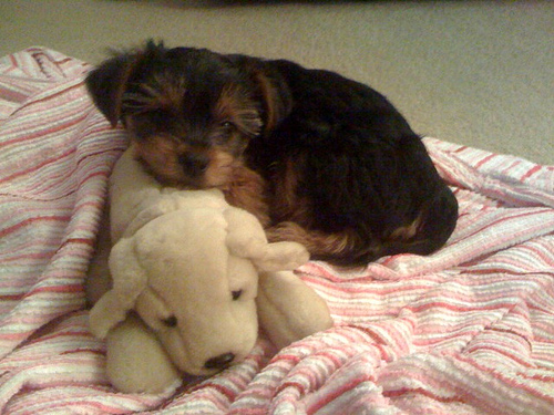 coco and toy.jpg