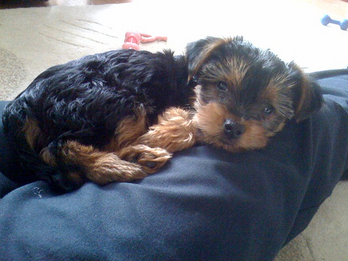 coco on my leg.jpg