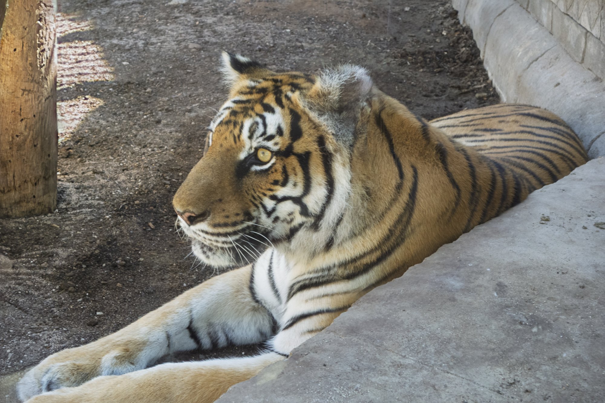 CocodriloPark20161011-2.jpg