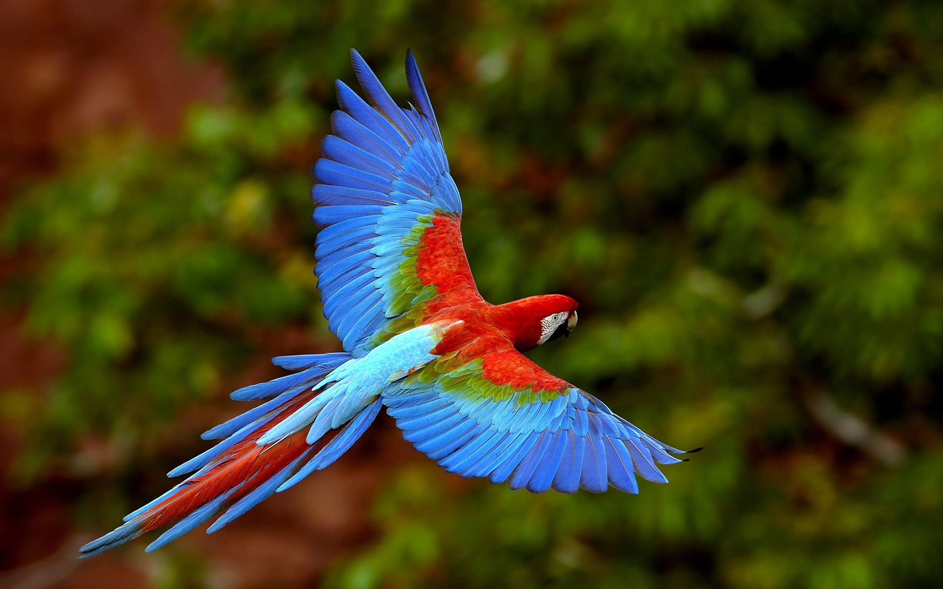 colorful_fly.jpg