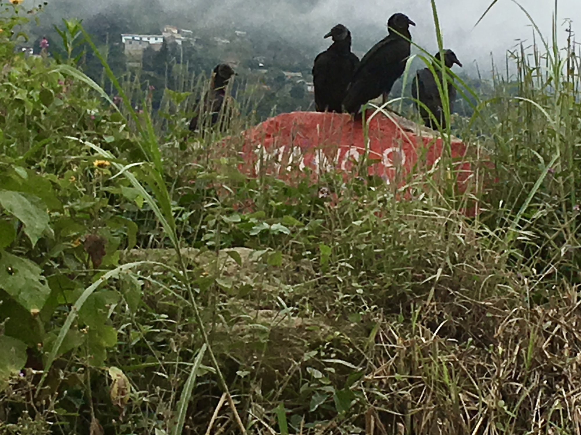 committee of black vultures.jpg