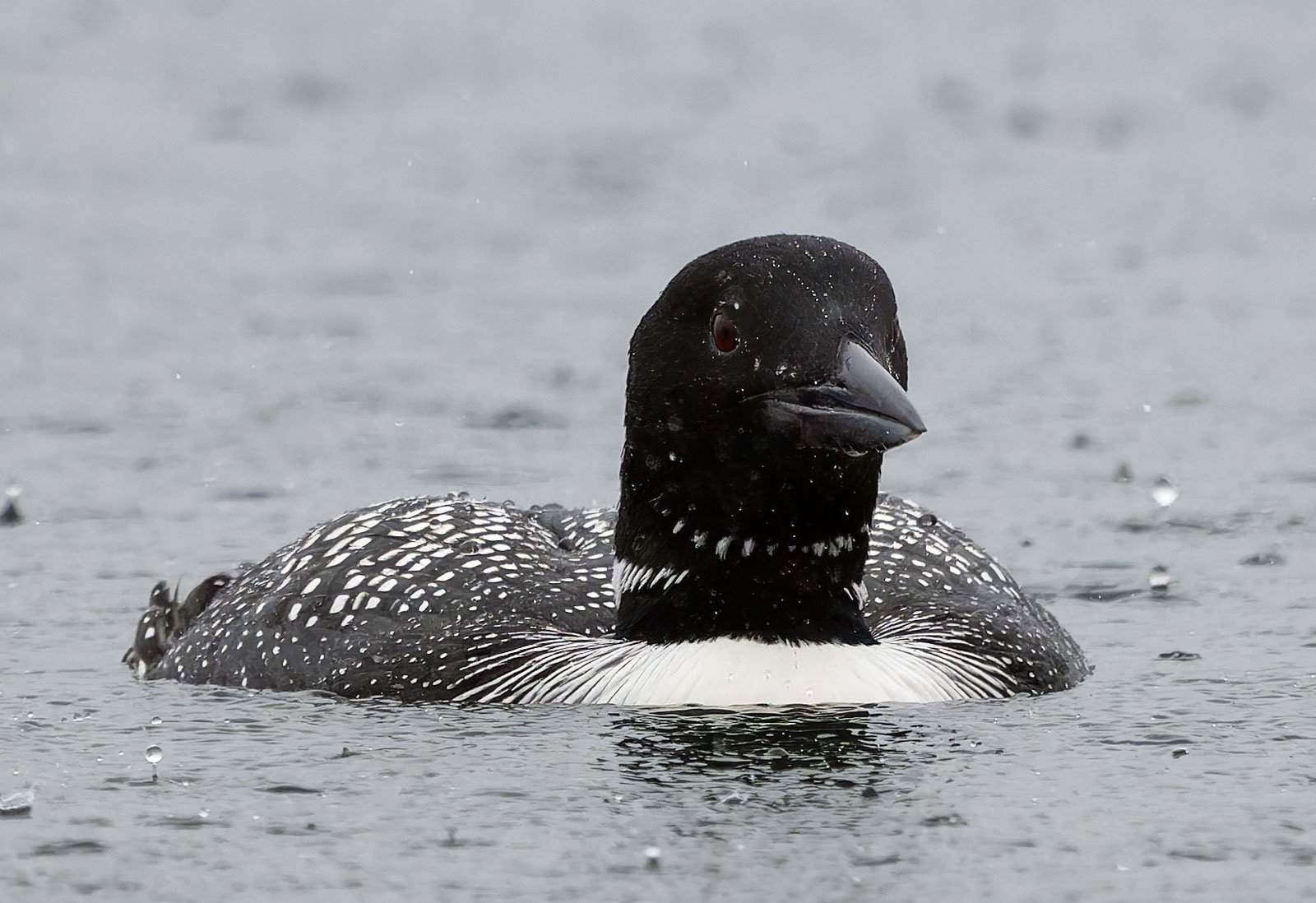 Common_Loon_GRH9520_1600p.jpg