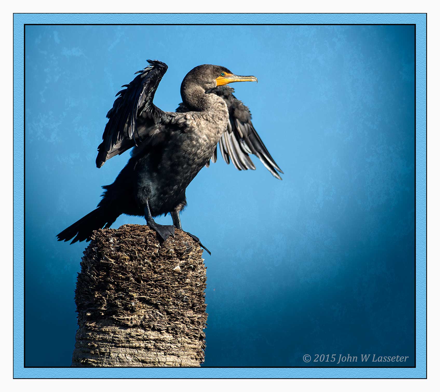 cormorant.jpg