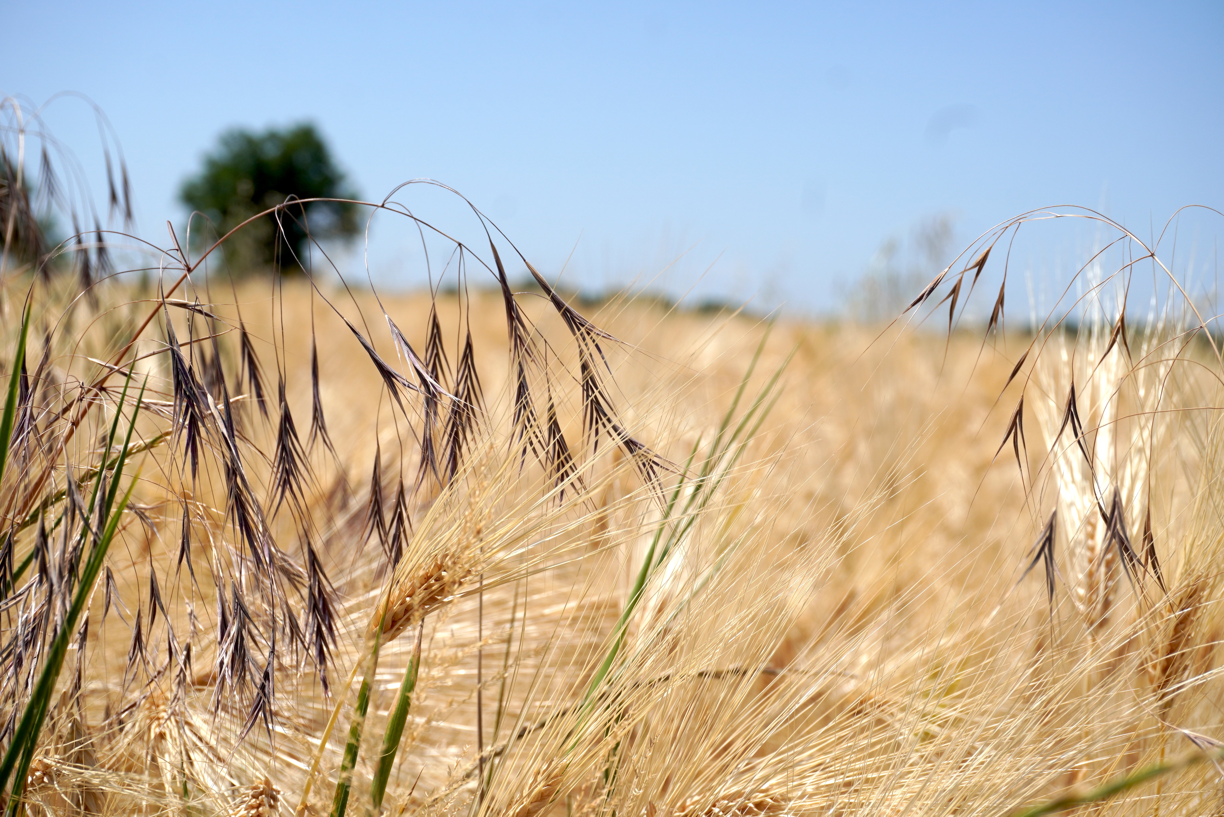 Cornfield.jpeg
