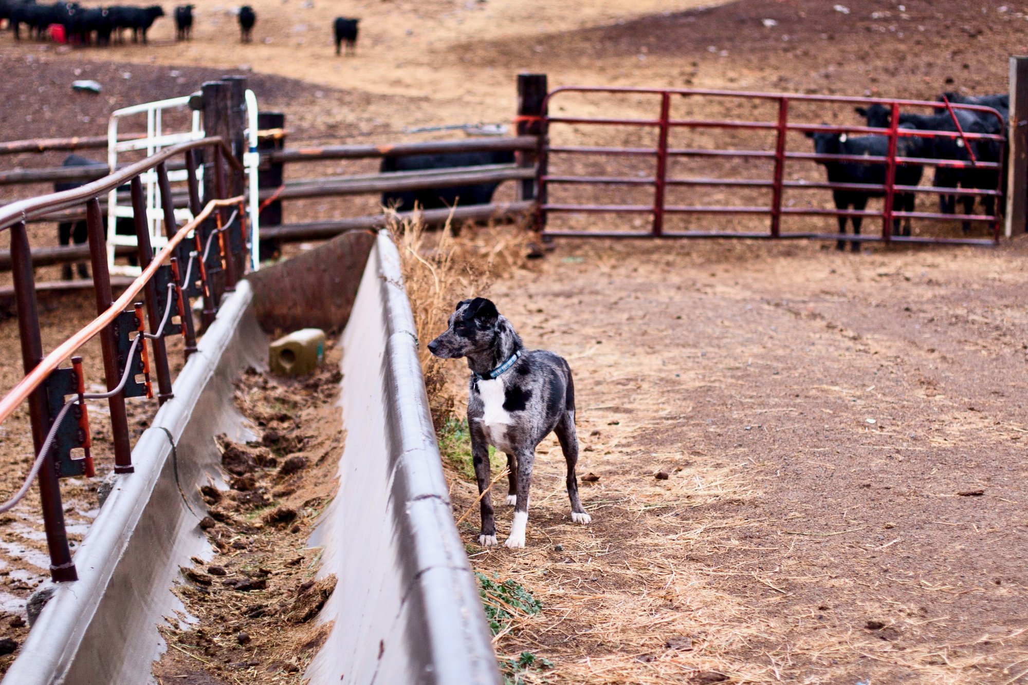 cowdog - 1.jpeg