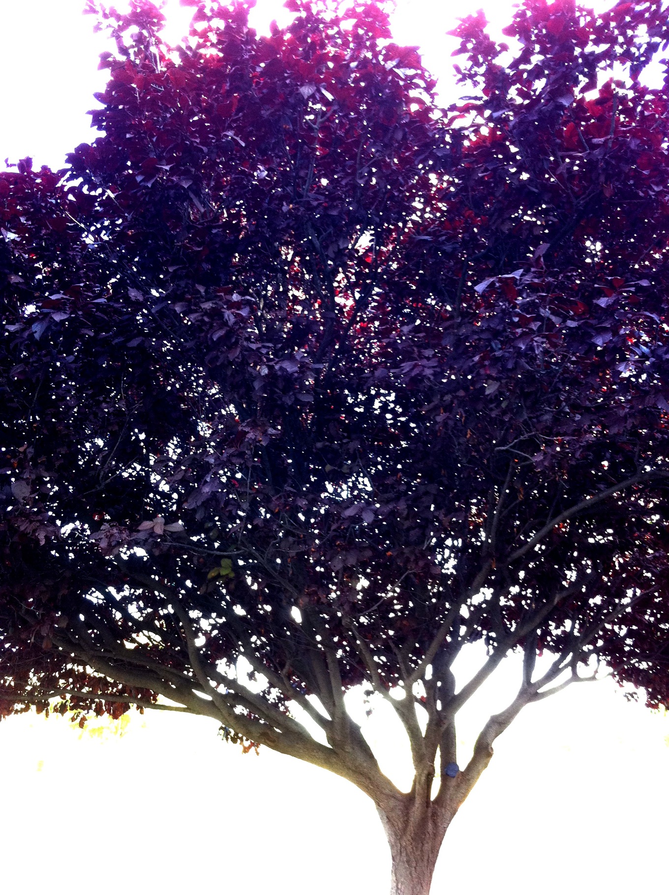 cphoto 3.JPG