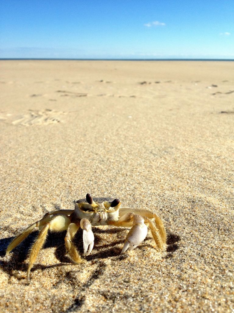 crab.jpg