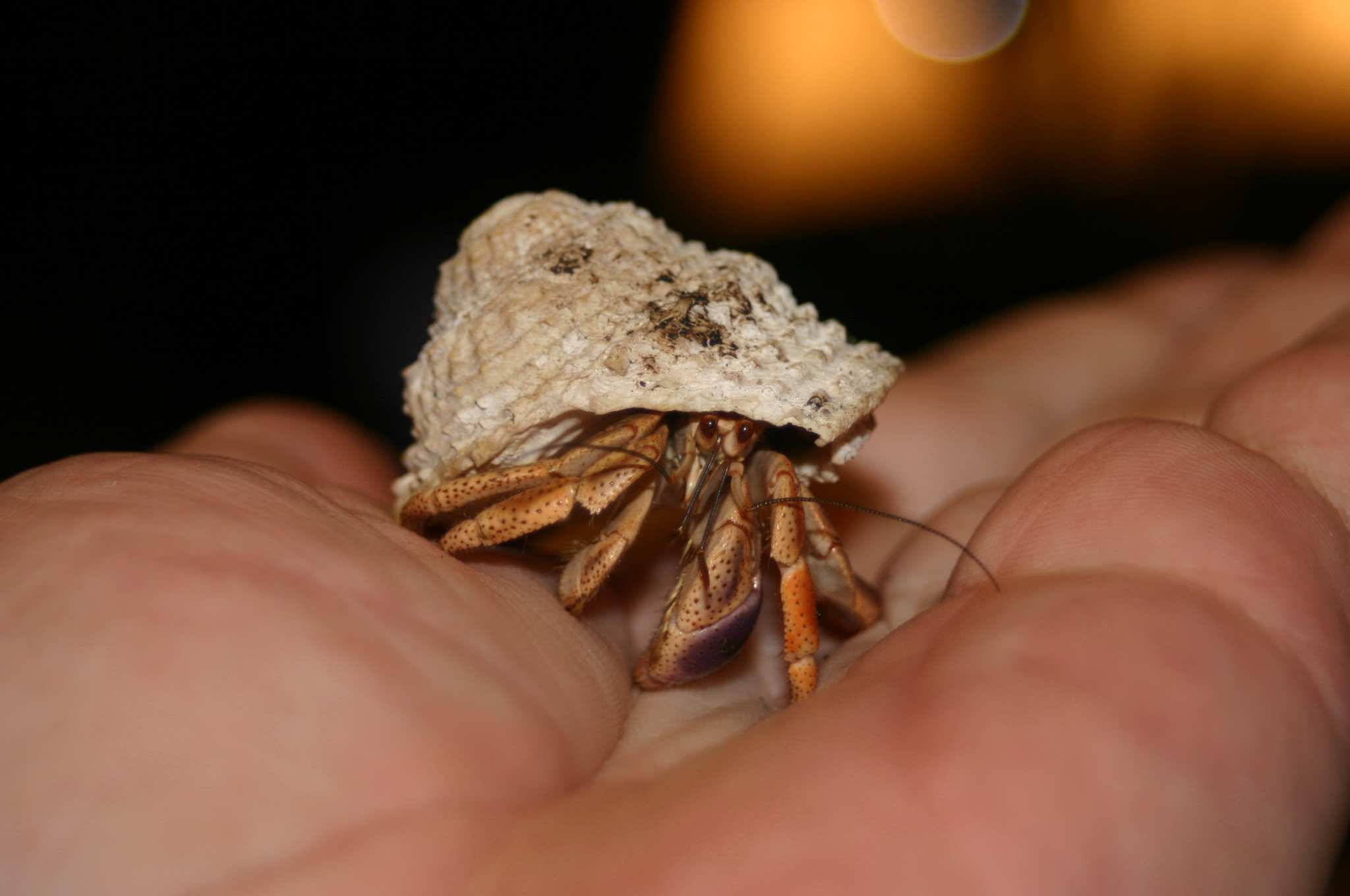 crab visitor.jpg