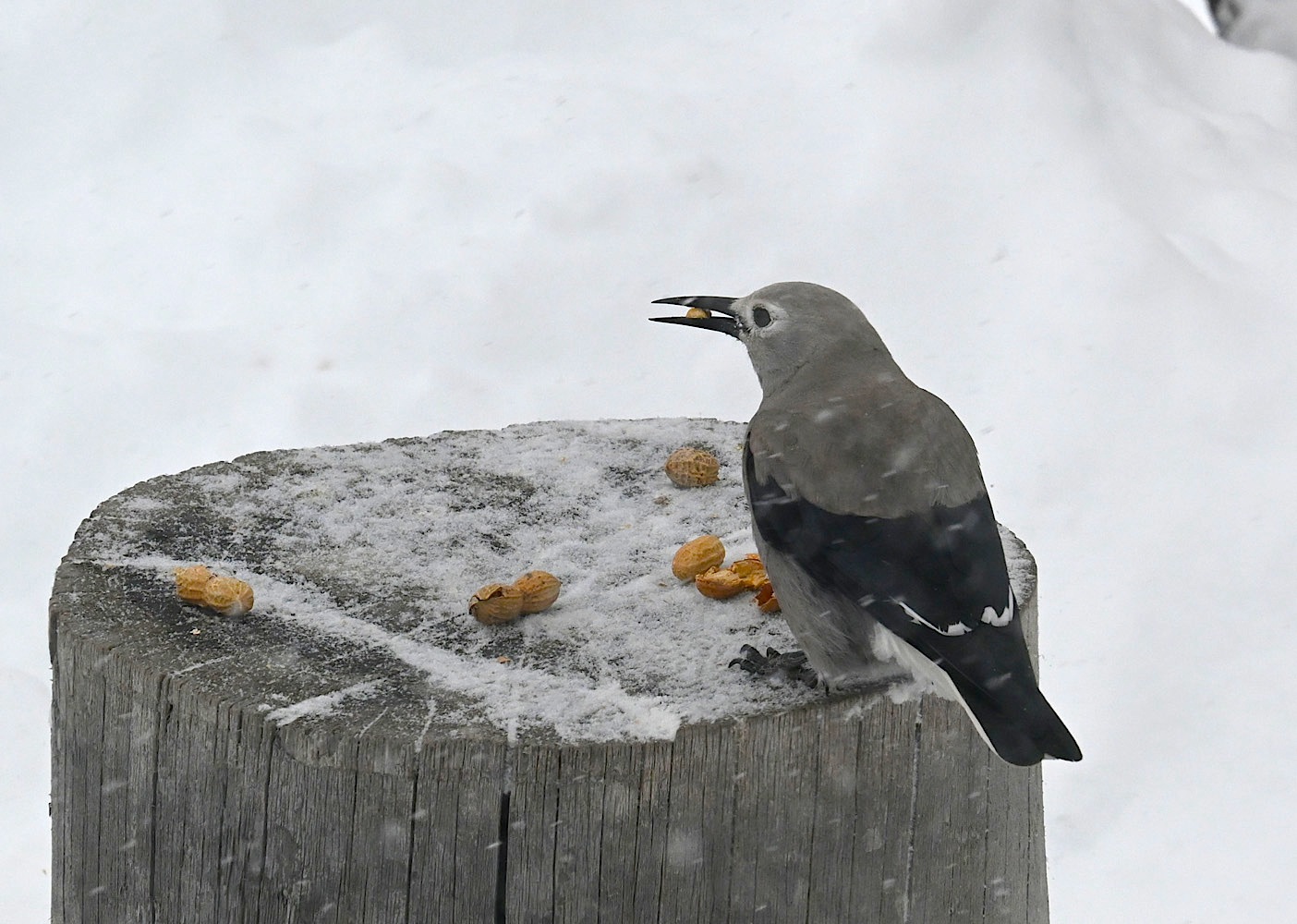Cracker_n1123.jpg