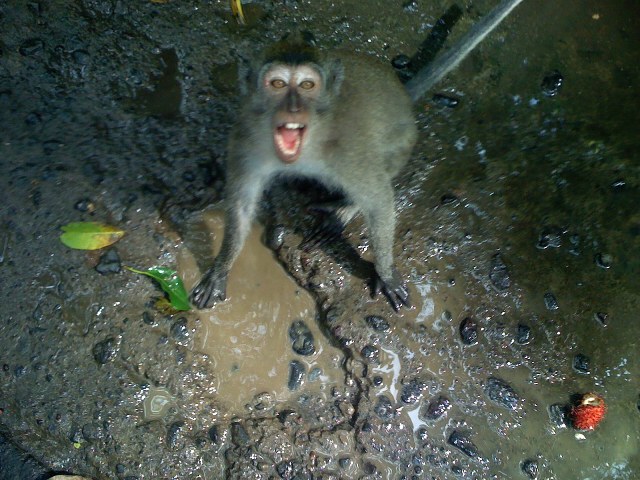 crazy monkey.jpg