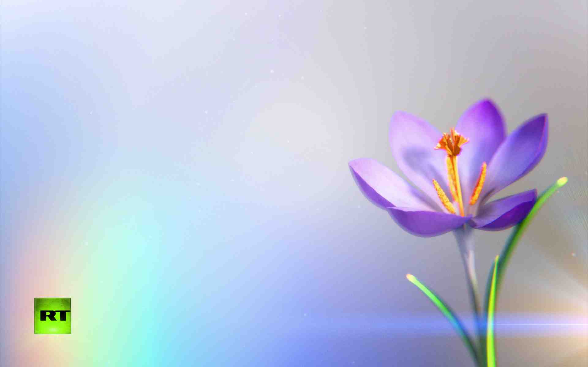 crocus.jpg