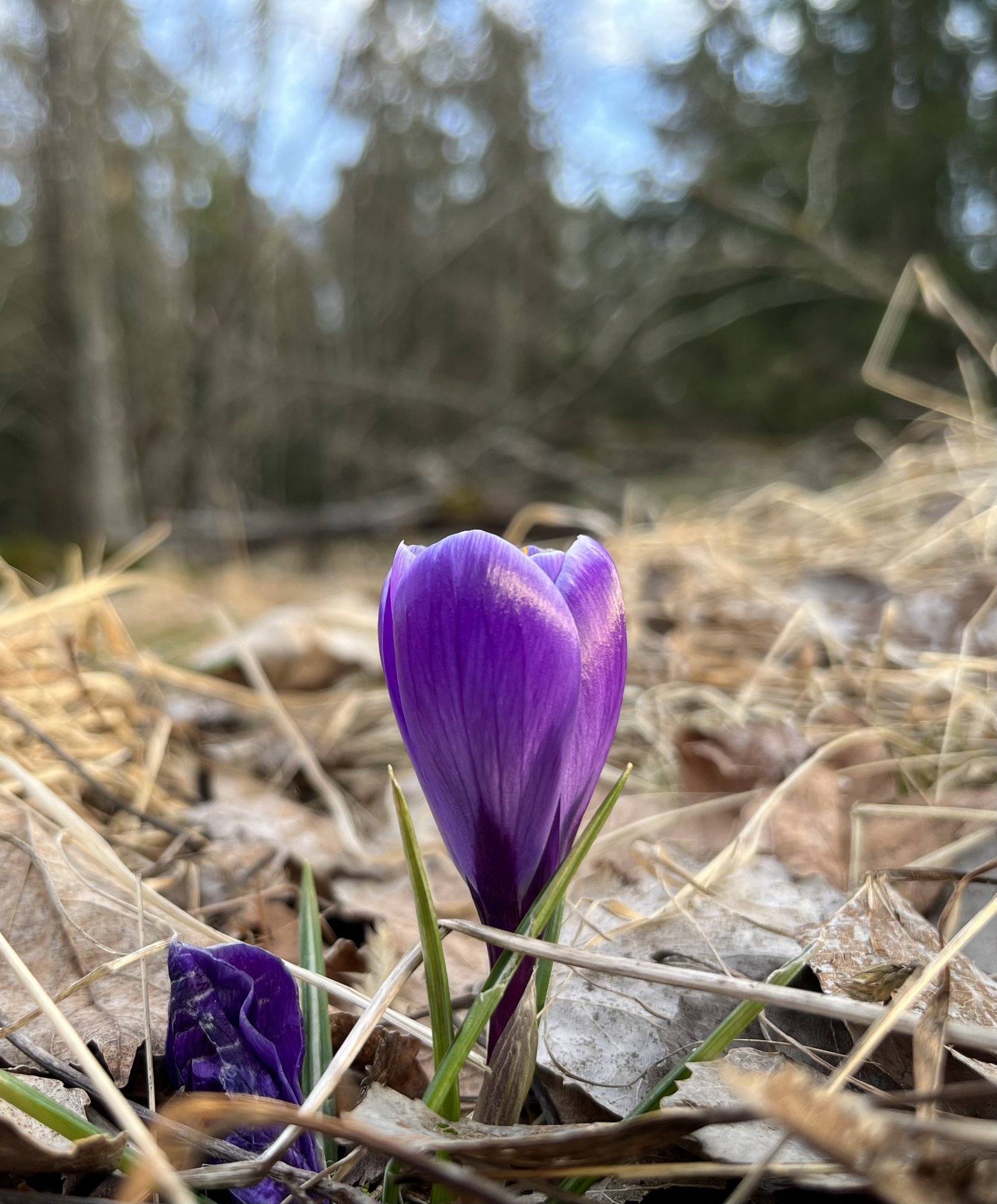 Crocusvernus.jpeg