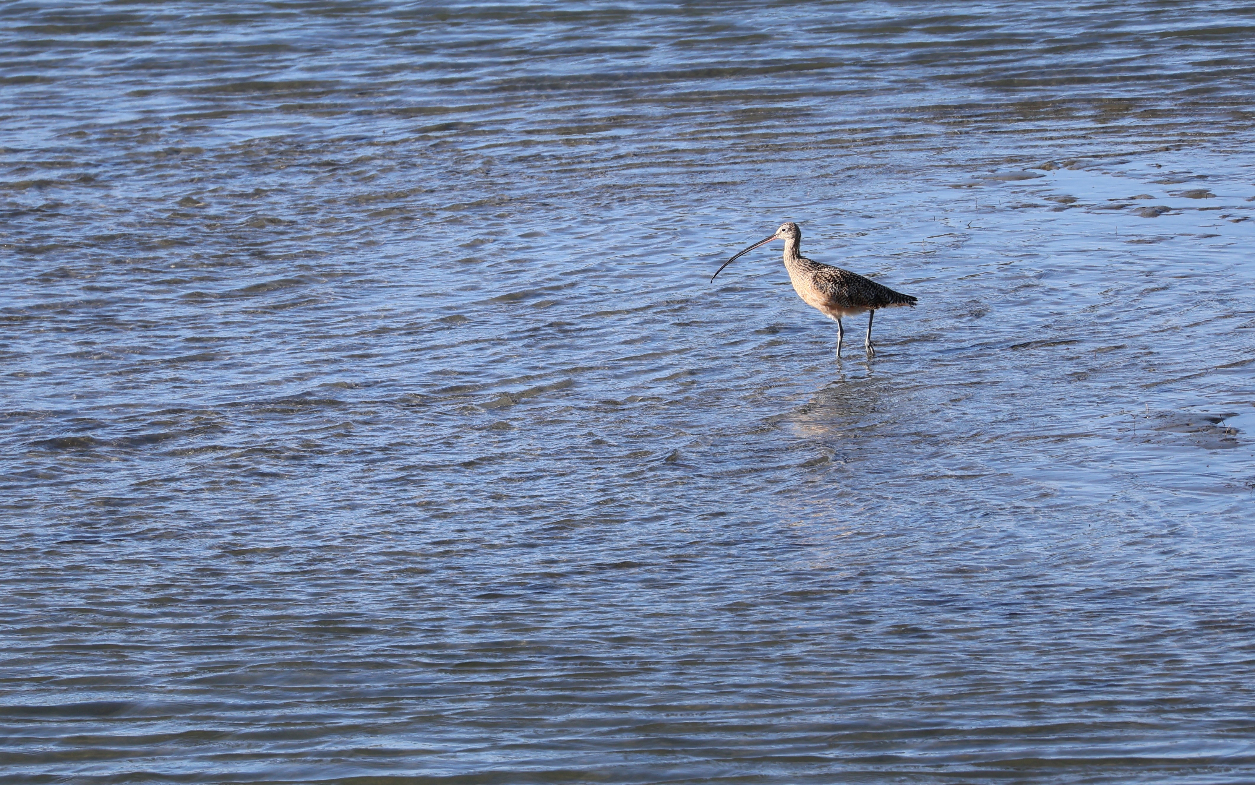 curlew better.jpeg