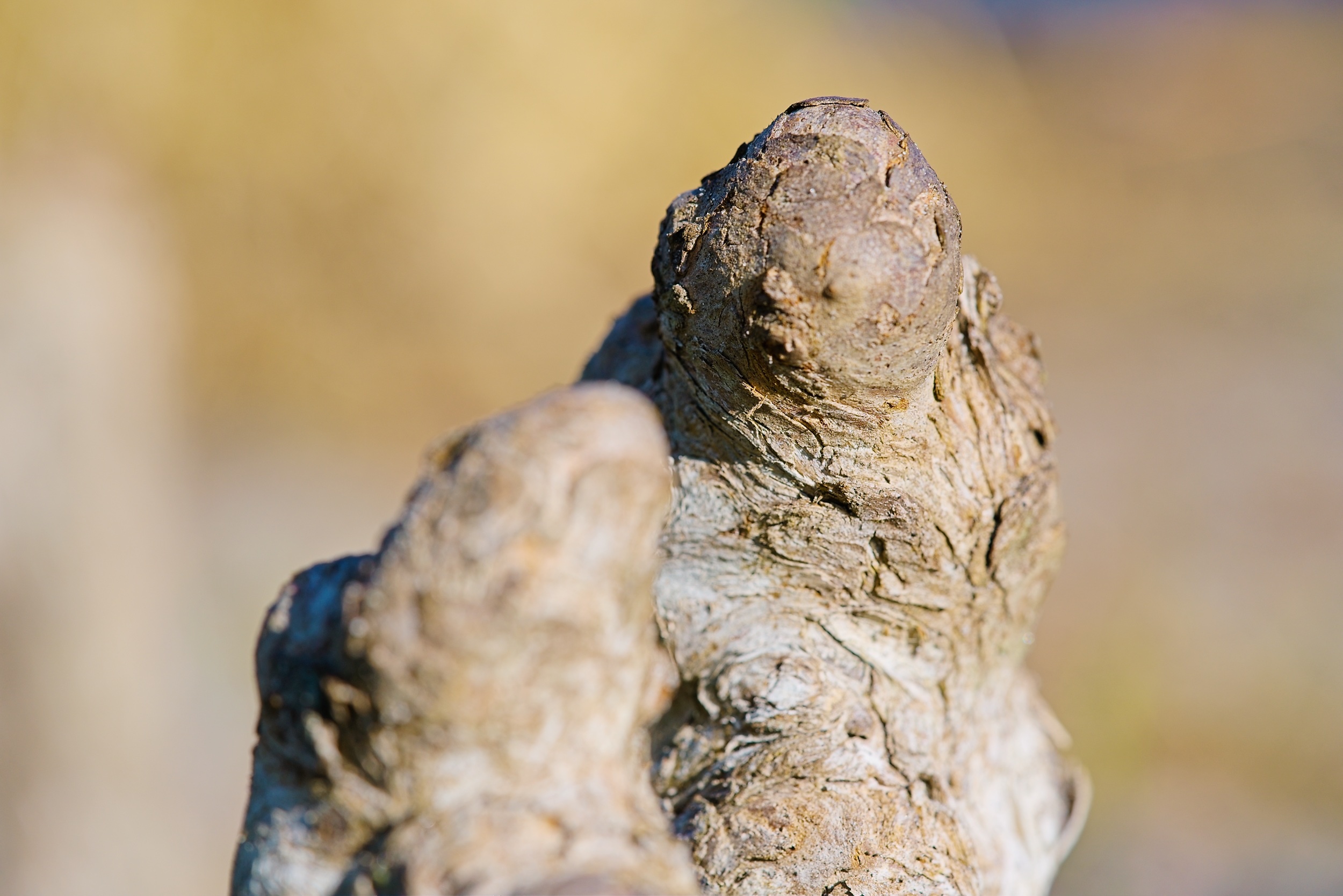 Cypress Knee 2500px.jpg