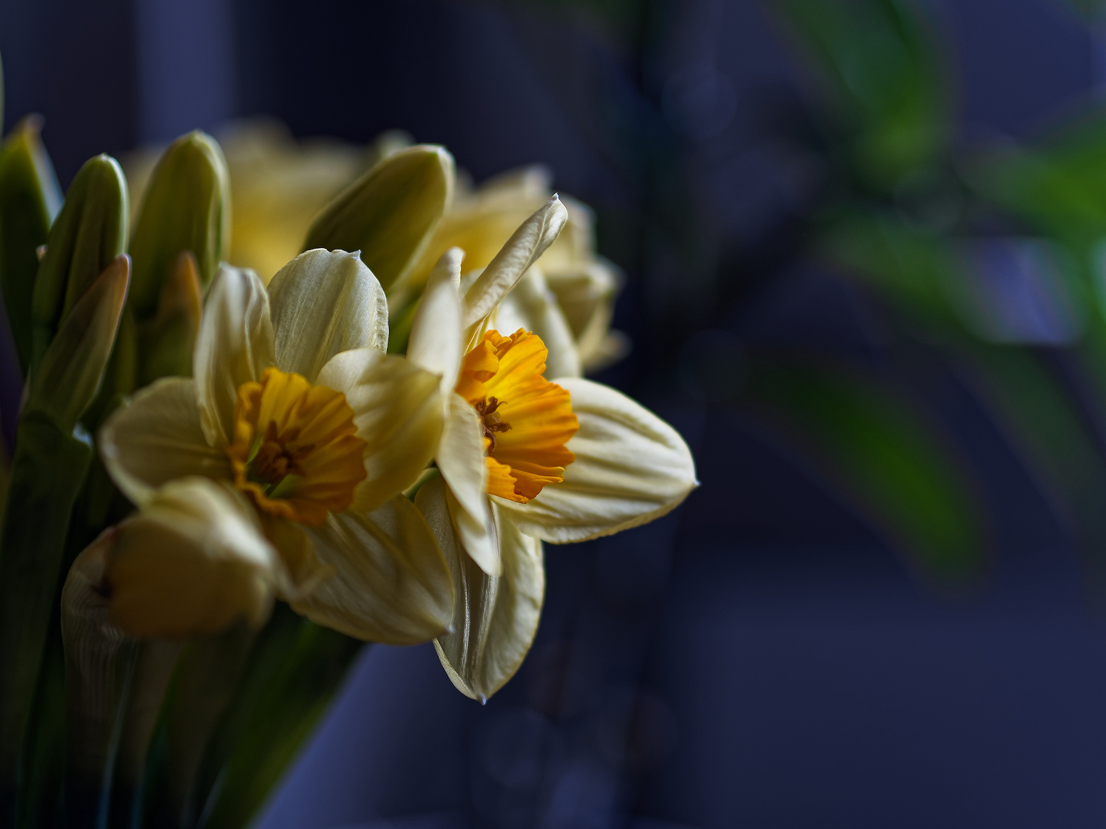 D Daffs.jpeg