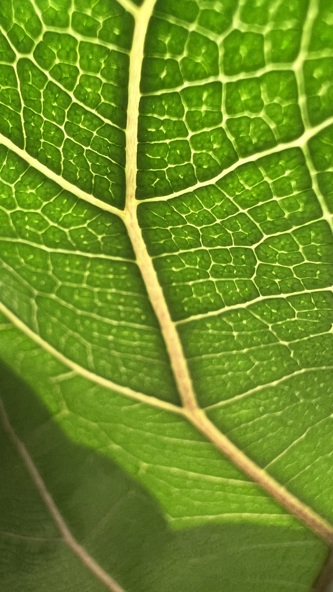 D53A70D8-D513-4DC6-B9CC-A018D7E903CD.jpeg
