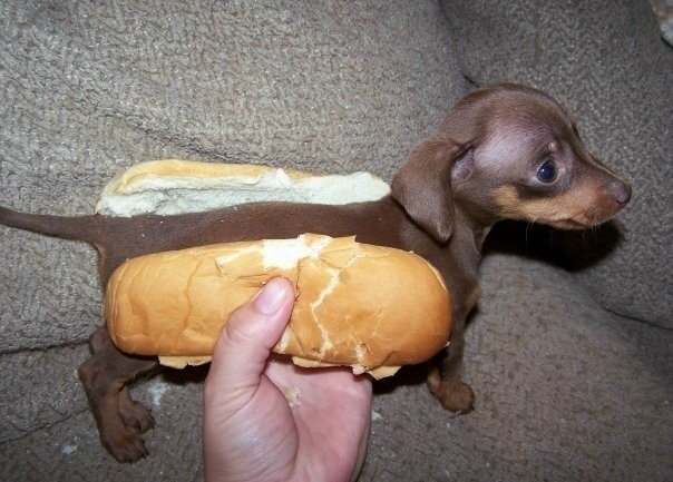 Dachshund-Hot-Dog-17.jpg