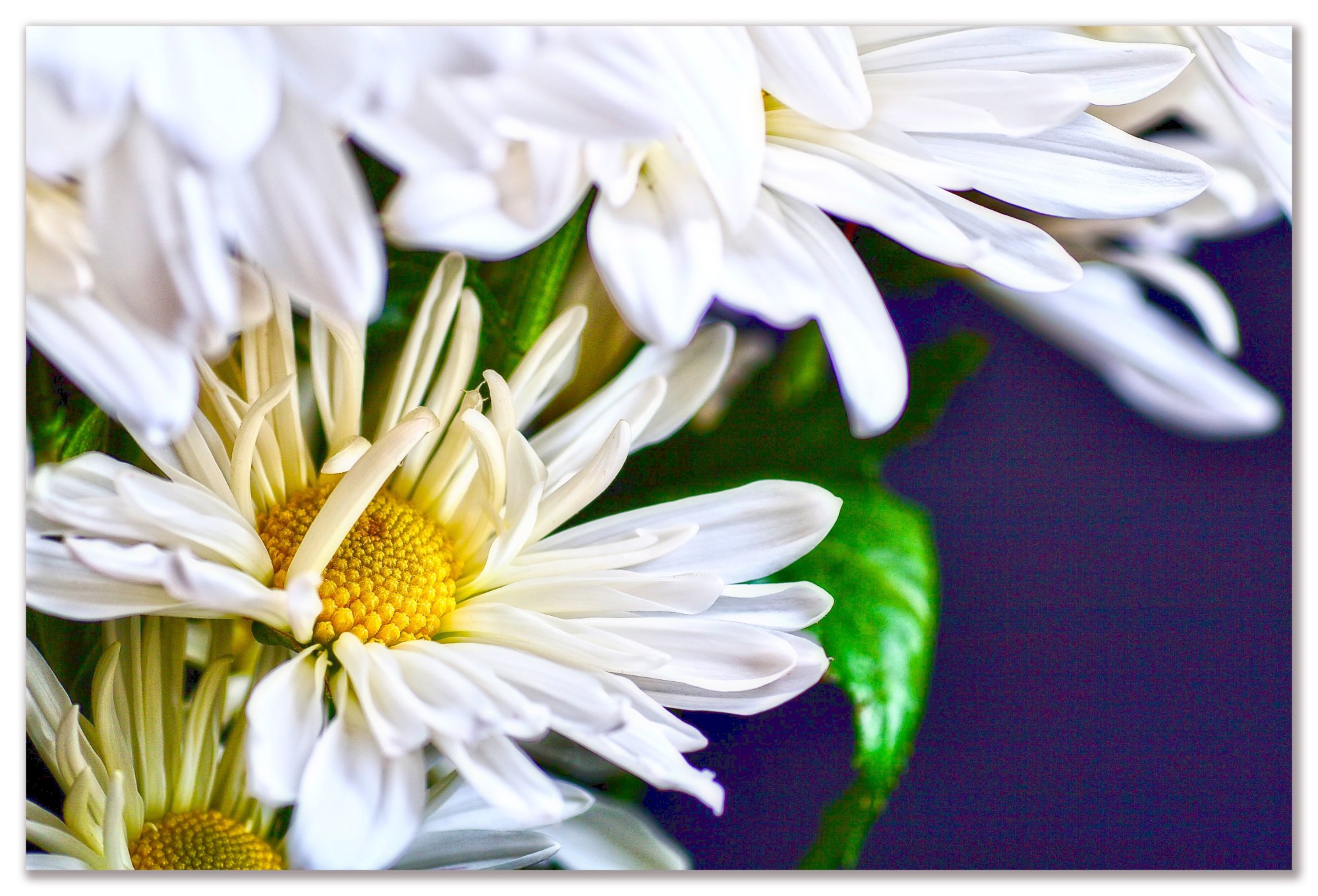daisy - 1.jpeg