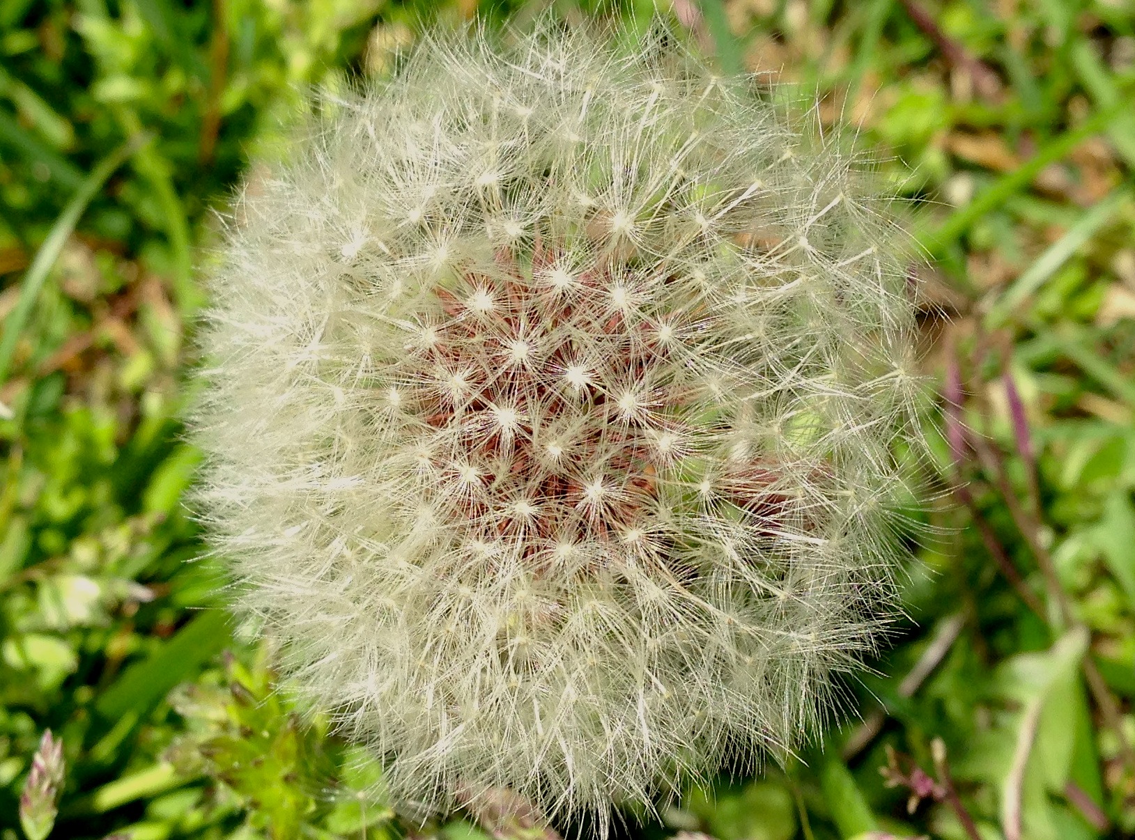 Dandilion 4-2-2013.JPG