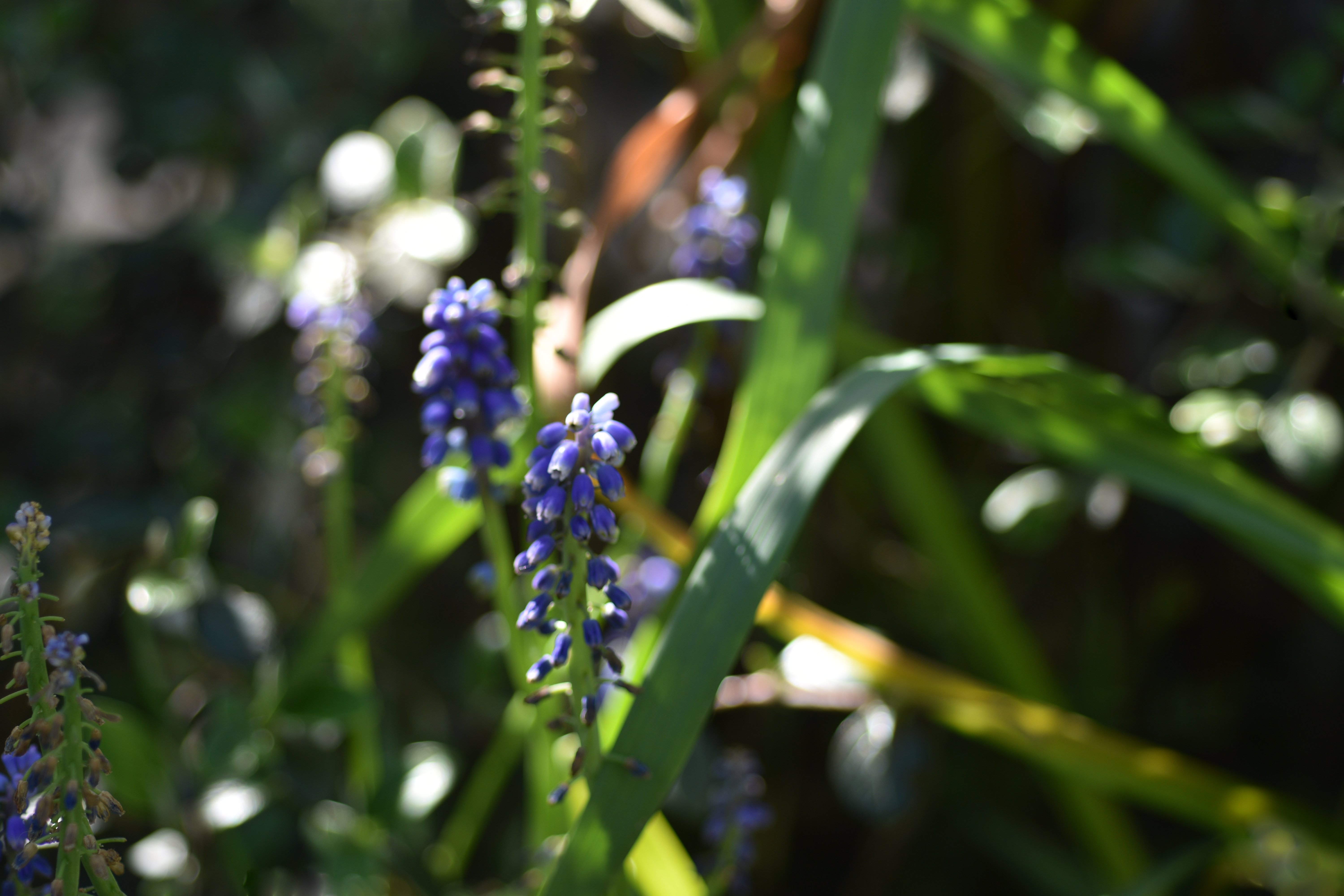 Dappled.JPG