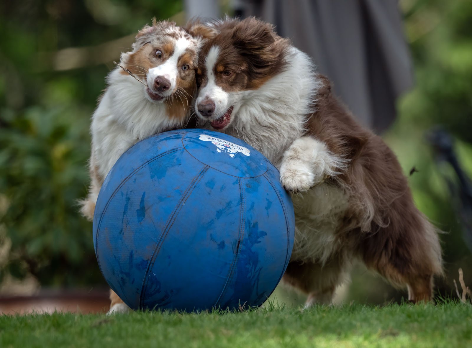 Darby_Pattern_Herding_Ball_GRH7733_1600p.jpg