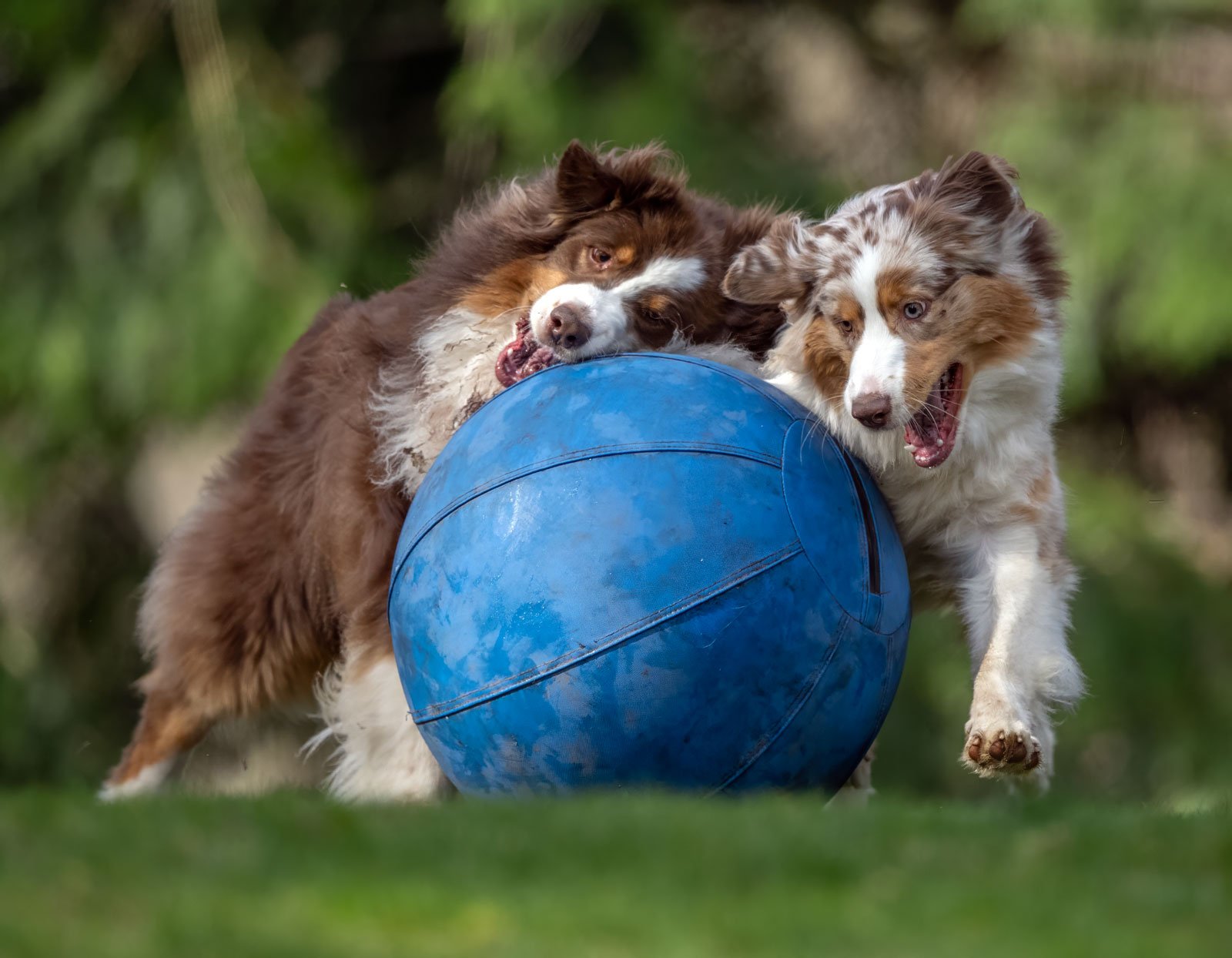 Darby_Pattern_Herding_Ball_GRH7889_1600p.jpg