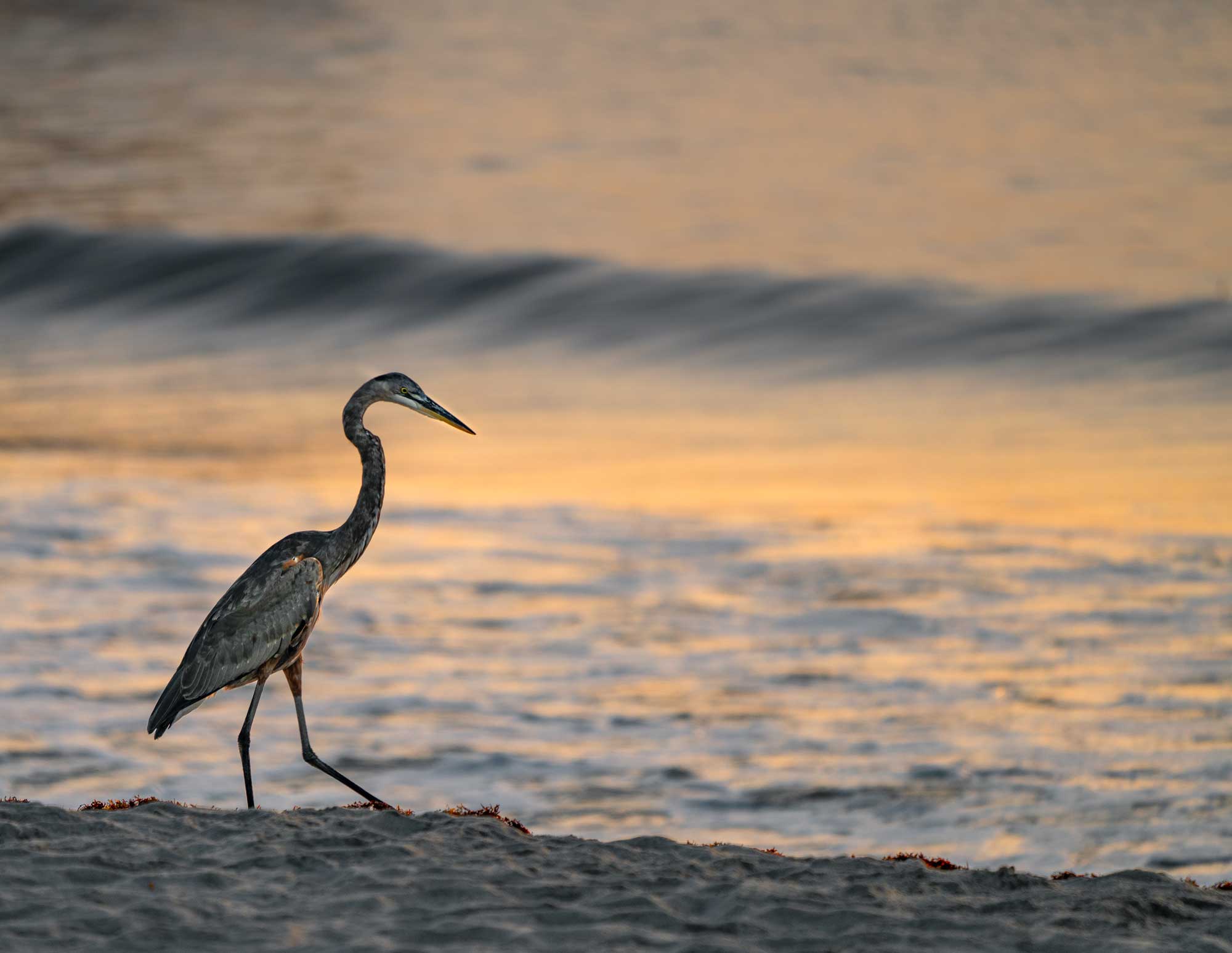 dawn-heron.jpg