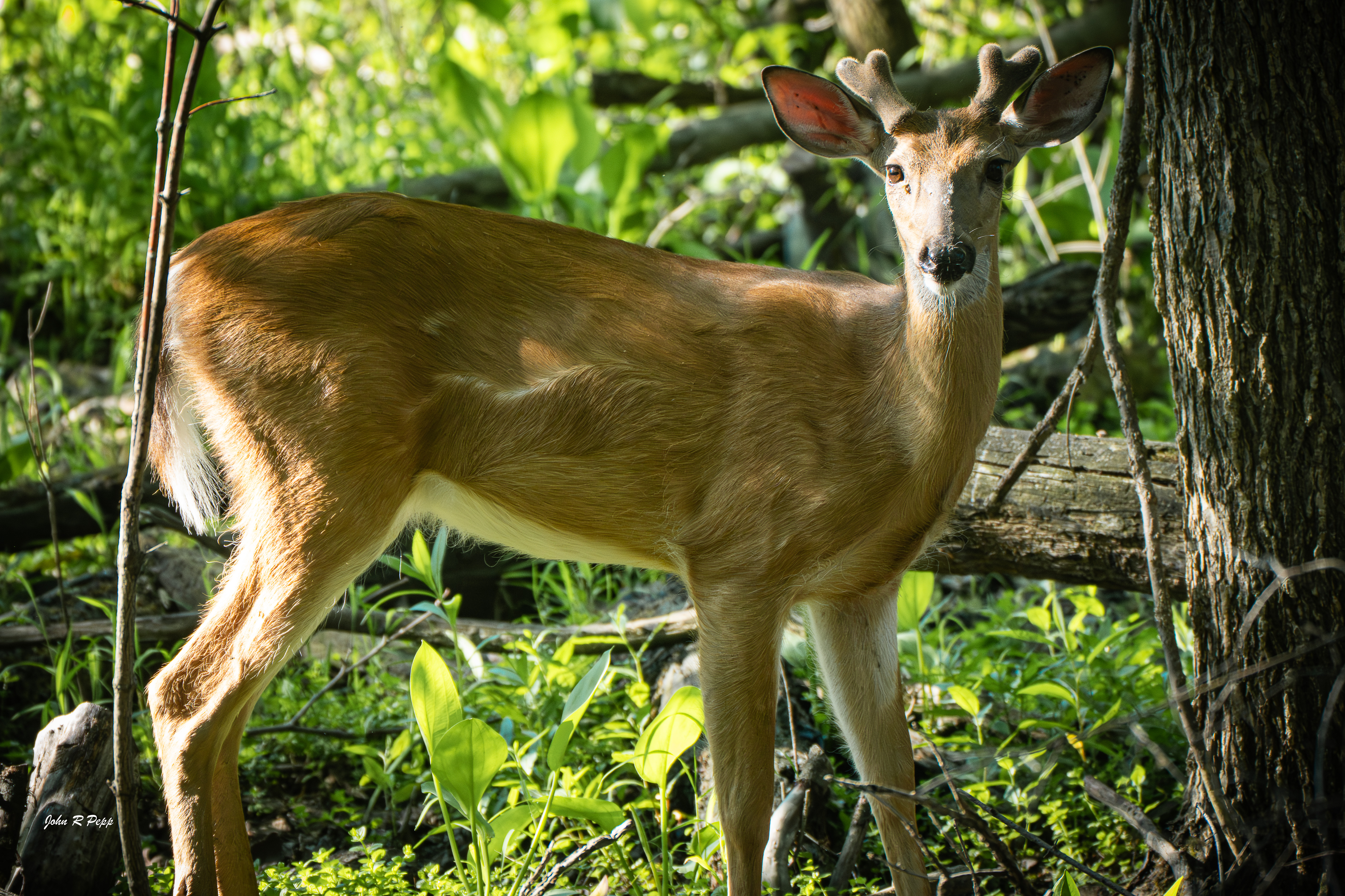 Deer-1-3.jpg