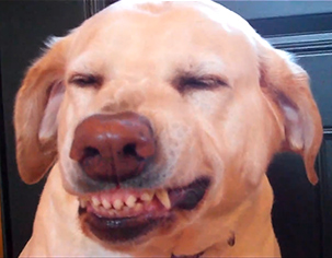 DenverGrin.jpg