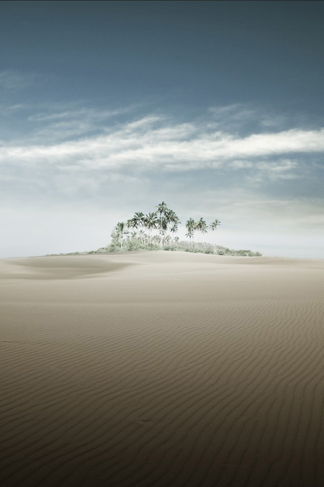 Desert Palm.jpg