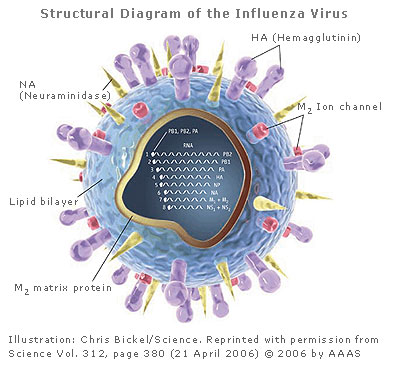 diagram_virus_thumb.jpg