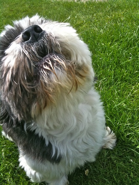 Digby Howl.jpg