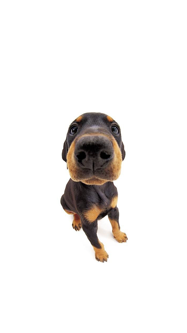 Dog 01.png