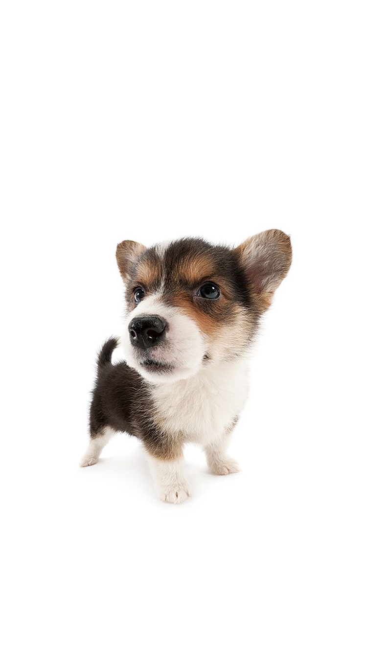 Dog 02.png