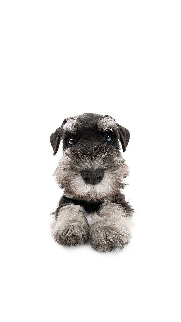 Dog 03.png